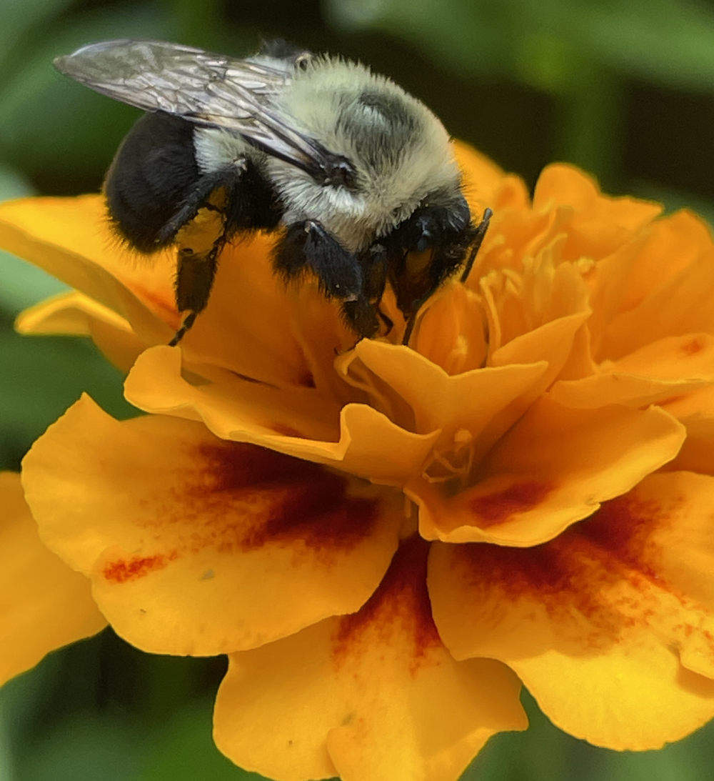 Bee Flower